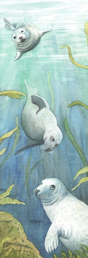 Bookmark - Grey Seals