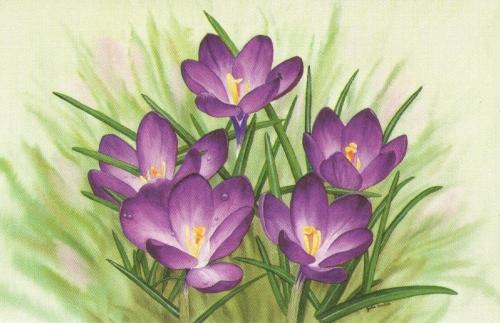 Rectangular Fridge Magnet - Crocuses