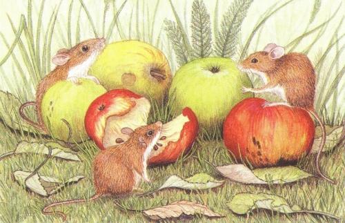 Rectangular Fridge Magnet - Field Mice
