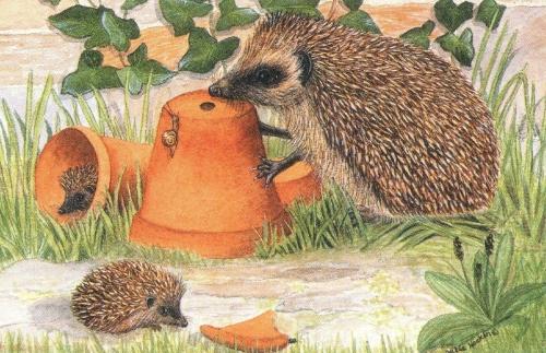 Rectangular Fridge Magnet - Hedgehogs & Pots