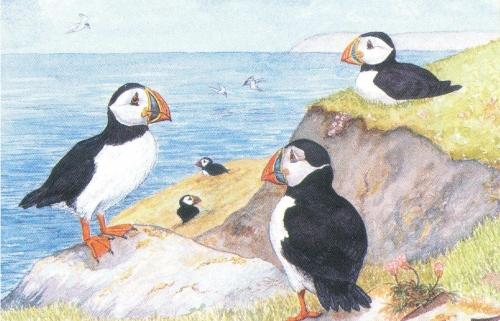 Rectangular Fridge Magnet - Puffins