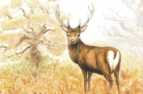 Rectangular Fridge Magnet - Red Deer Stag