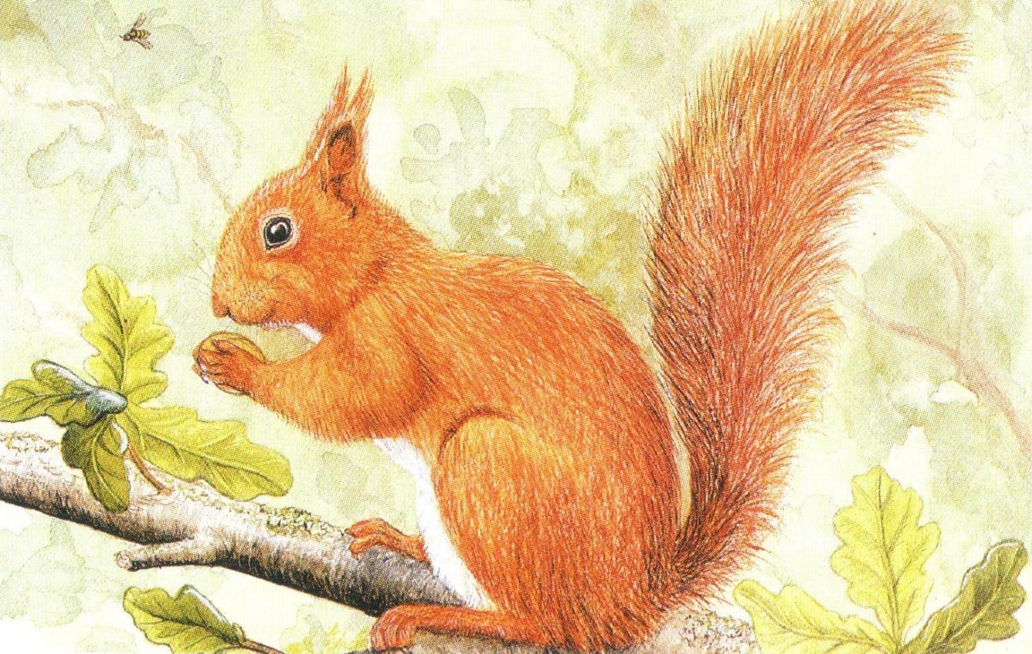 Rectangular Fridge Magnet - Red Squirrel