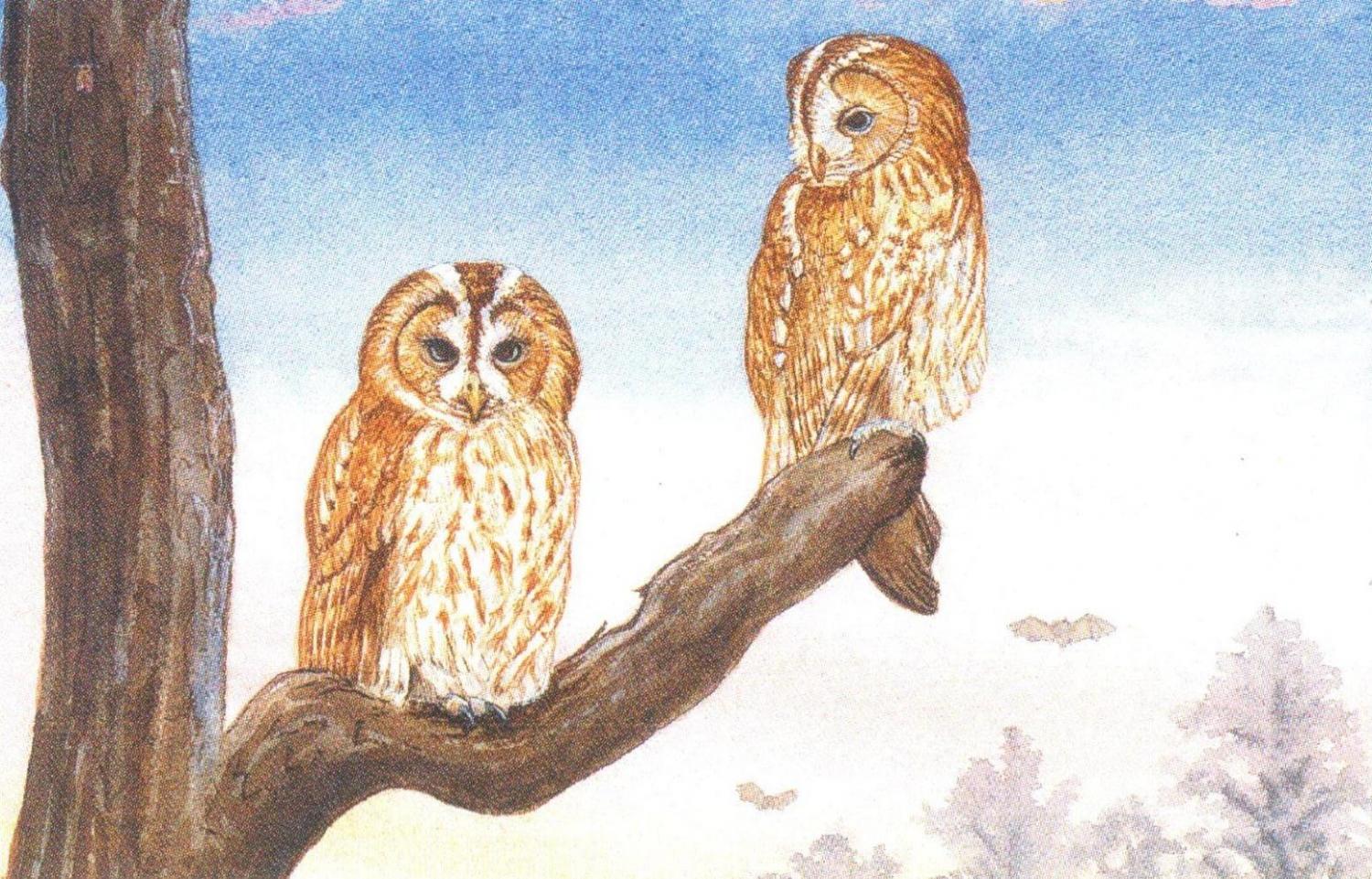 Rectangular Fridge Magnet - Tawny Owls at Sun