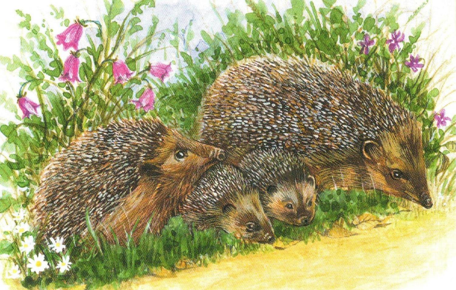 Rectangular Fridge Magnet - Hedgehog Family