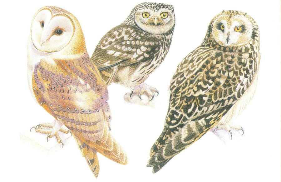 Rectangular Fridge Magnet - Owls