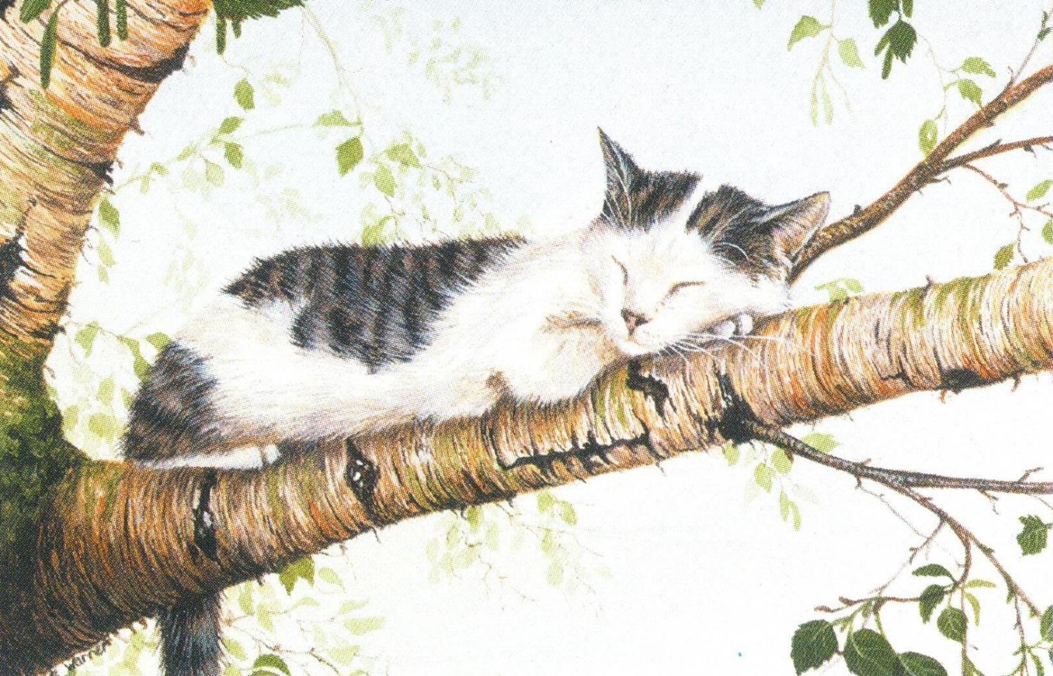 Rectangular Fridge Magnet - Cat Nap