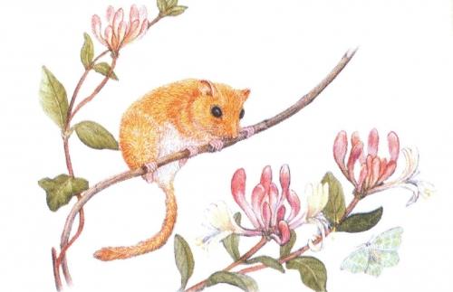 Rectangular Fridge Magnet - Dormouse