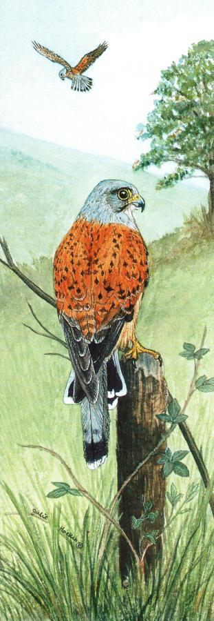 Bookmark - Kestrel
