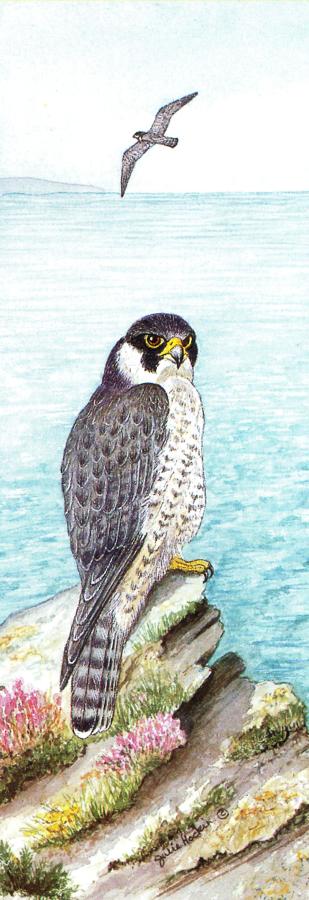 Bookmark - Peregrine Falcon