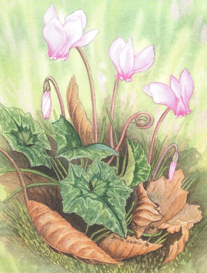 Pack of 5 Notecards - Cyclamen