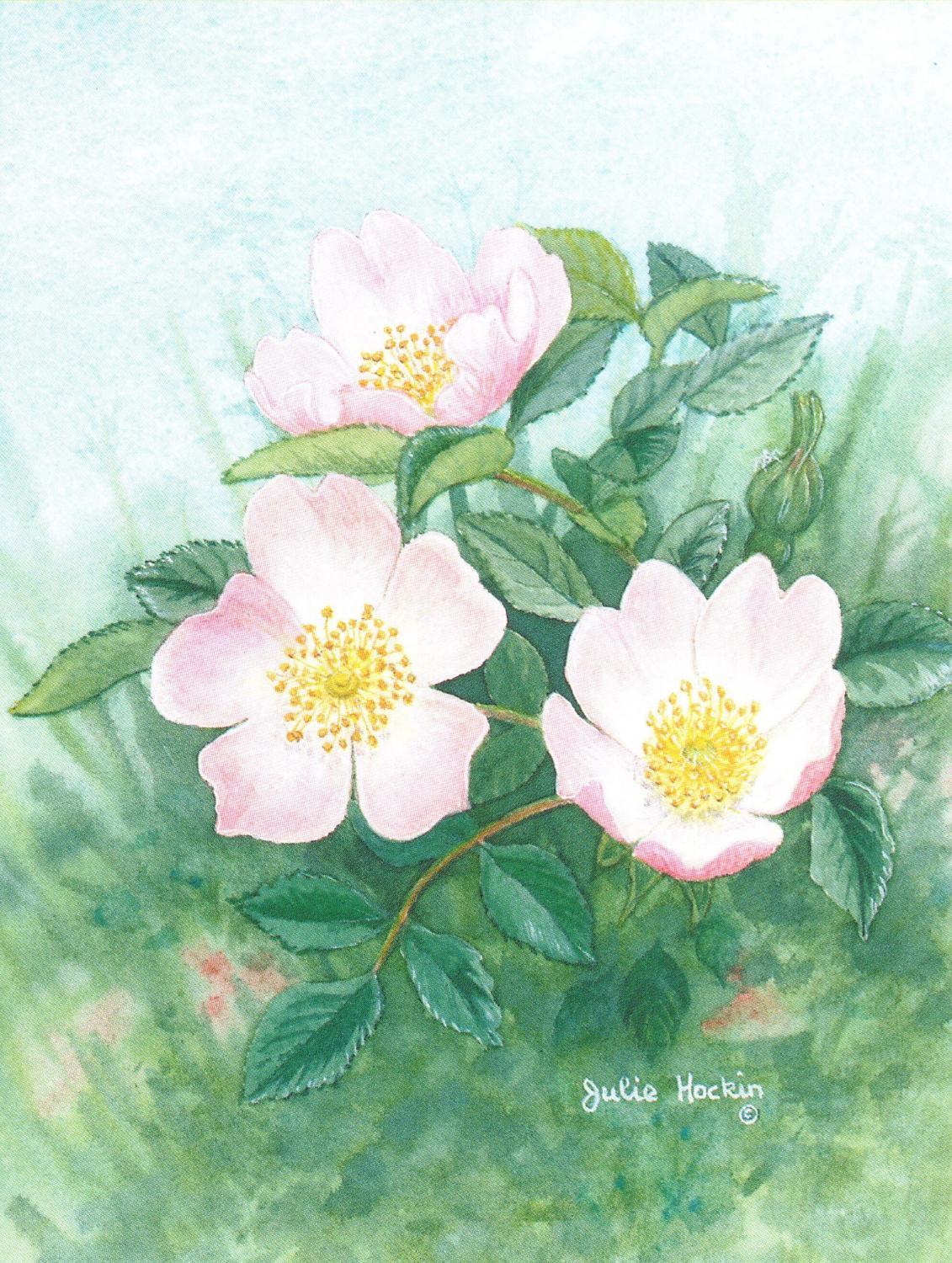 Pack of 5 Notecards - Wild Rose