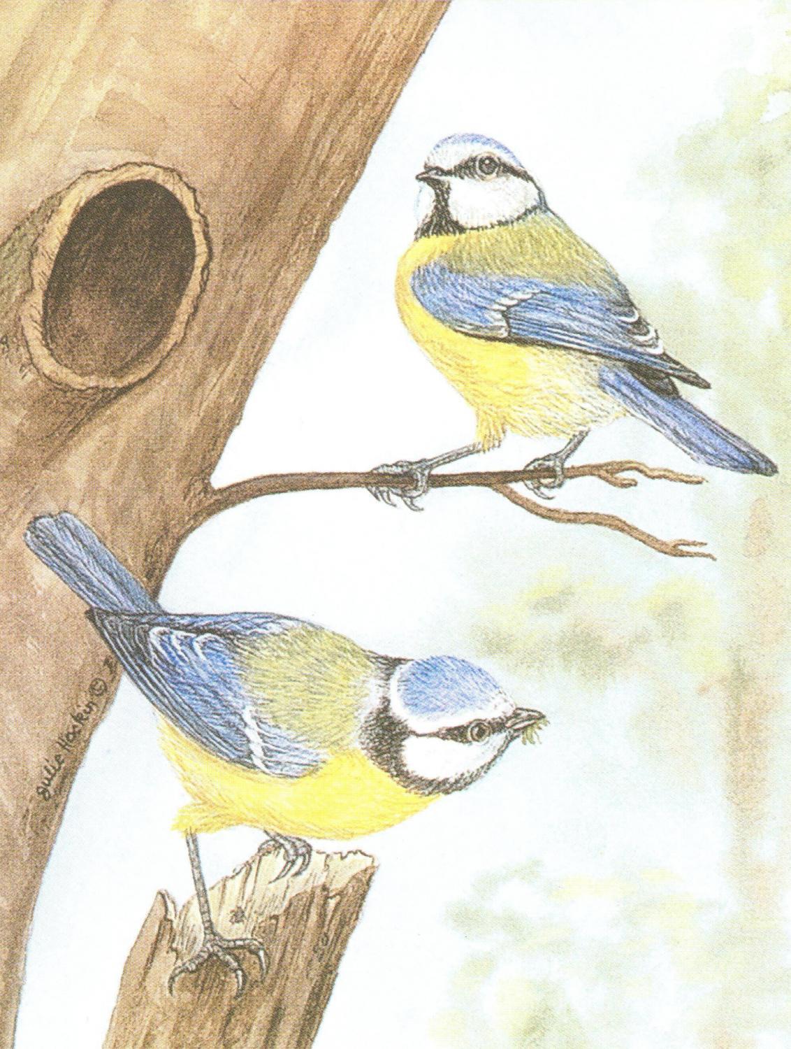 Pack of 5 Notecards - Blue Tit