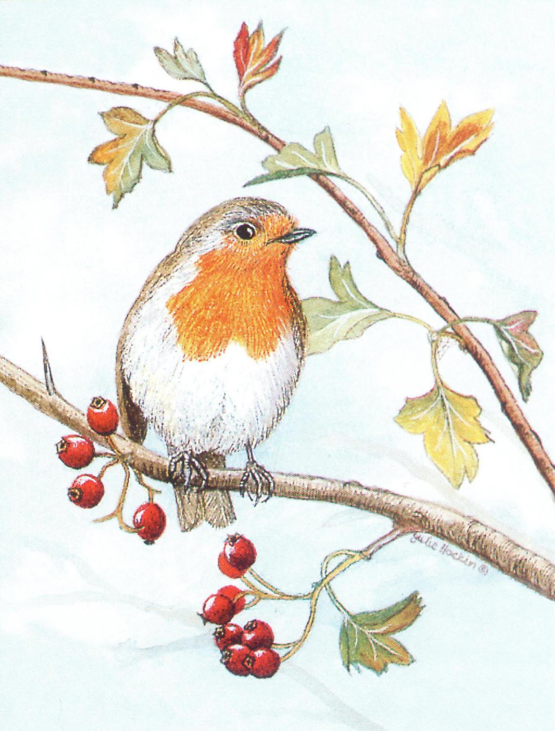 Pack of 5 Notecards - Robin
