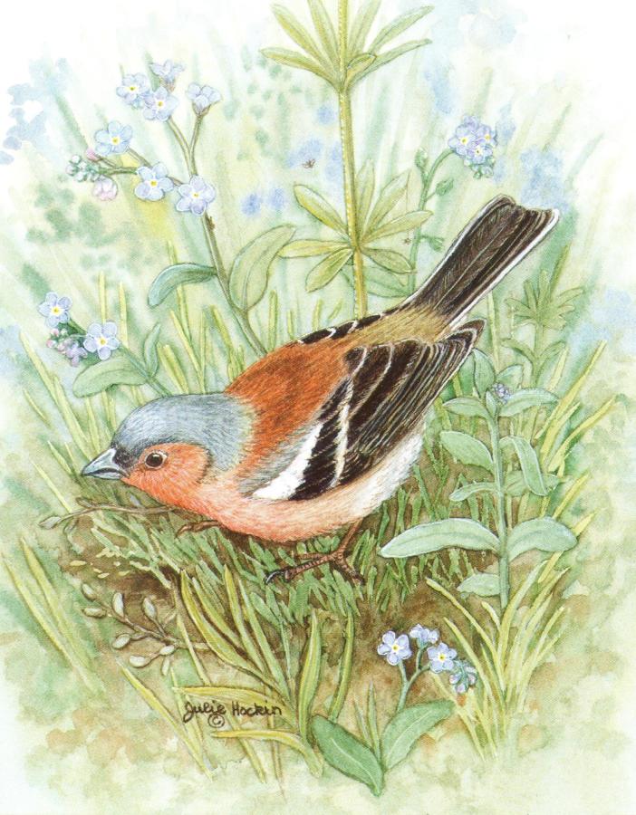 Pack of 5 Notecards - Chaffinch
