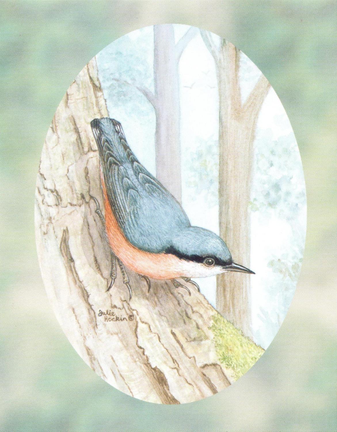 Pack of 5 Notecards - Nuthatch
