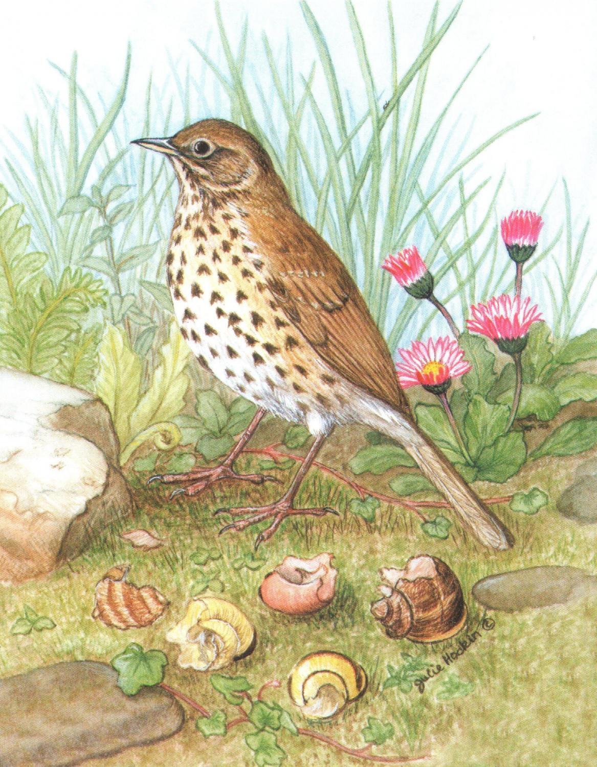 Pack of 5 Notecards - Song Thrush