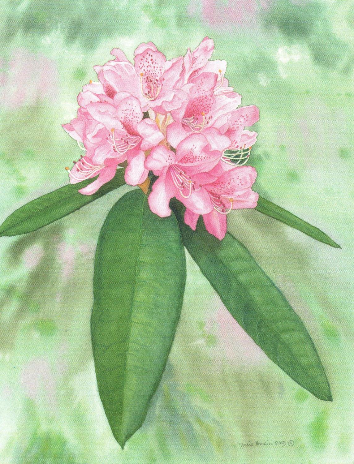 Pack of 5 Notecards - Rhododendron