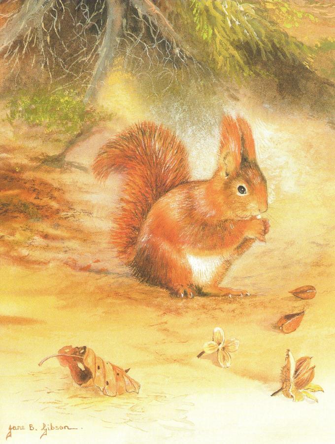 Pack of 5 Notecards - Red Squirrel