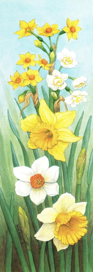 Bookmark - Daffodils