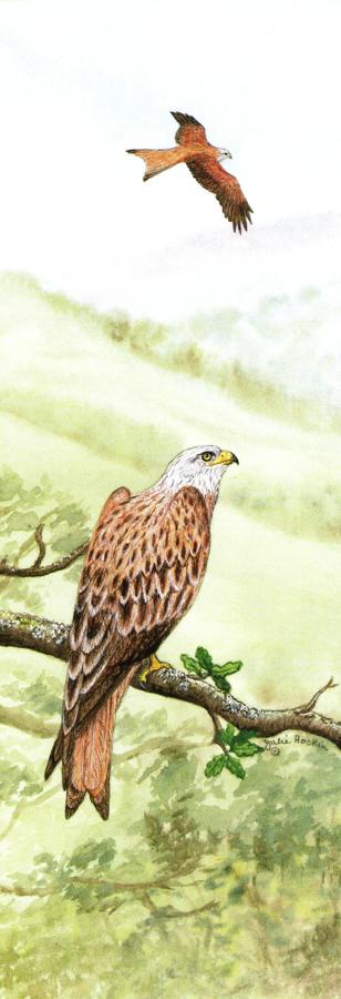 Bookmark - Red Kite