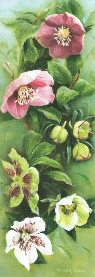 Bookmark - Helebores