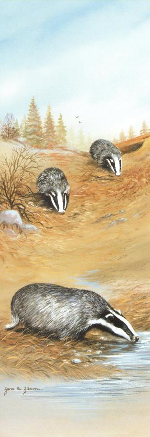 Bookmark - Badgers Drinking