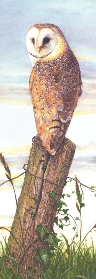 Bookmark - Barn Owl at Dusk