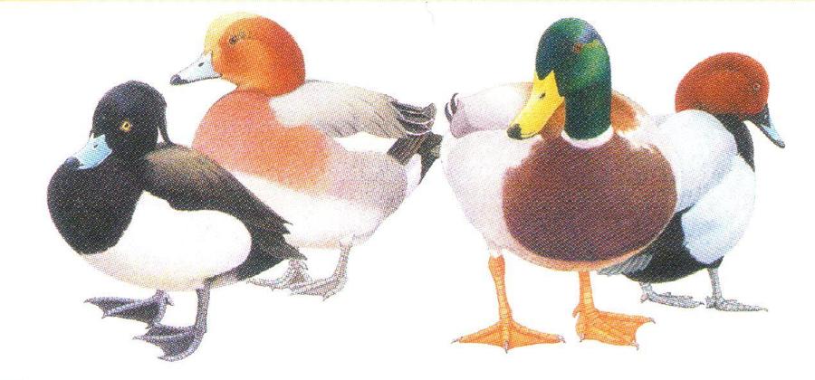 Letter Opener - Ducks