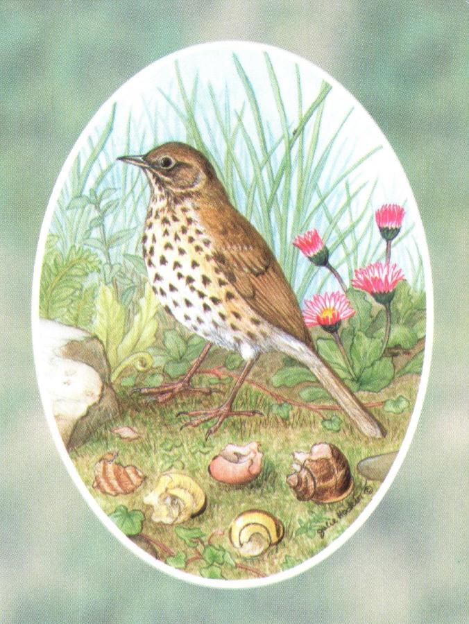 Folded Gift Tag Song Thrush
