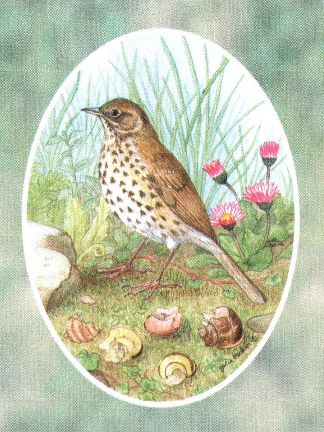 Folded Gift Tag Song Thrush