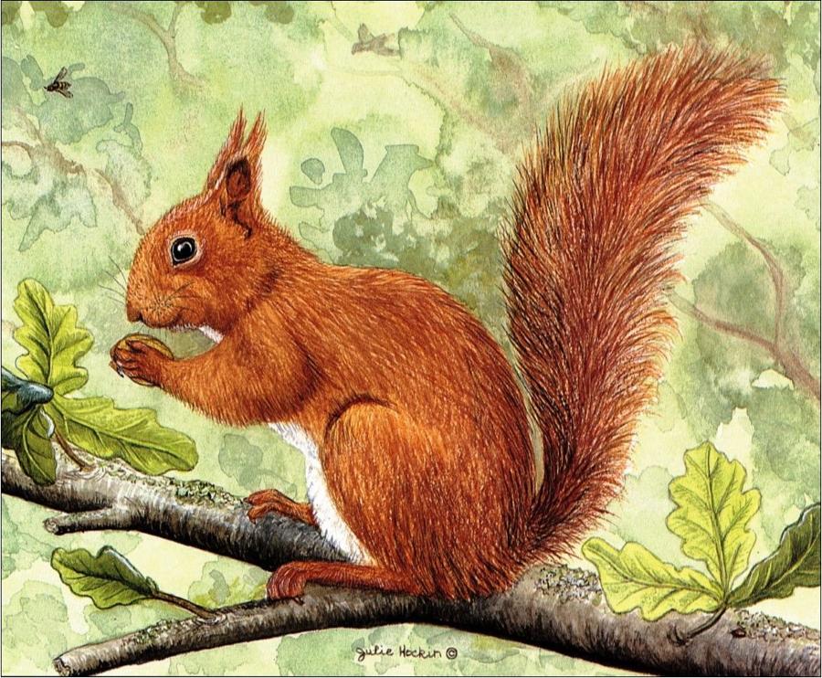 Glasses Cleaning Cloth - Red Squirrel