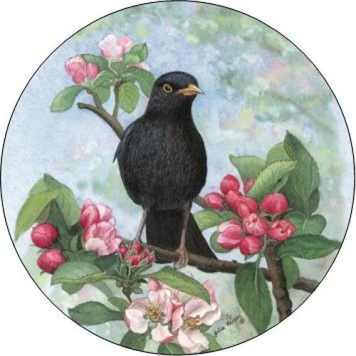 Pill Box - Blackbird