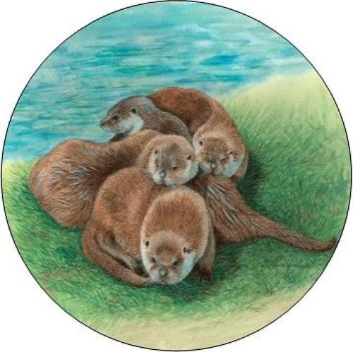 Pill Box - Tangle of Otters