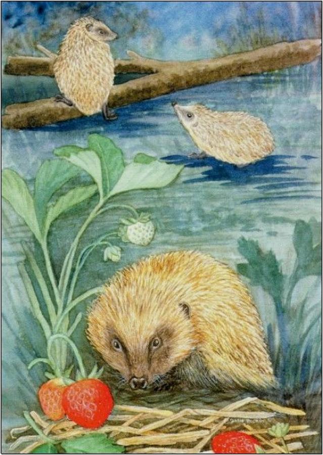 Pen - Hedgehog