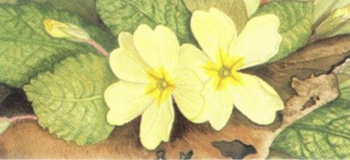 Magnetic Letter Opener - Primrose