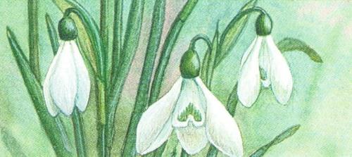 Magnetic Letter Opener - Snowdrop