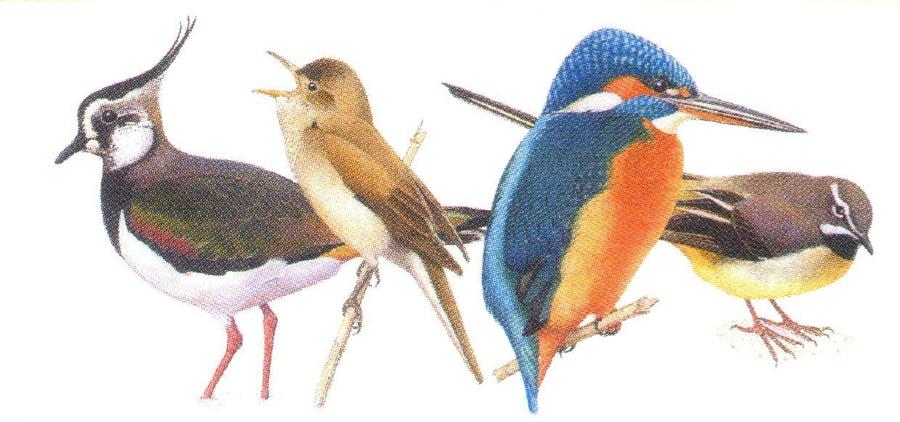 Magnetic Letter Opener-Birds of River & Marsh