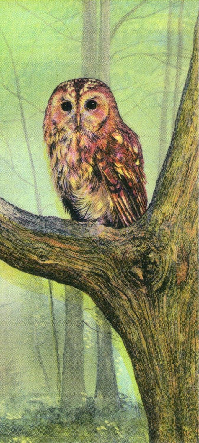 Magnetic Bookmark - Tawny Owl