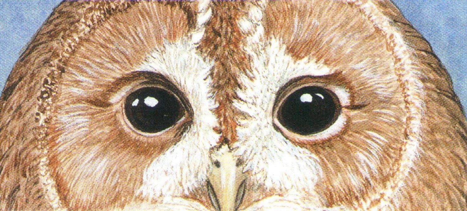 Magnetic Letter Opener - Owls Eyes