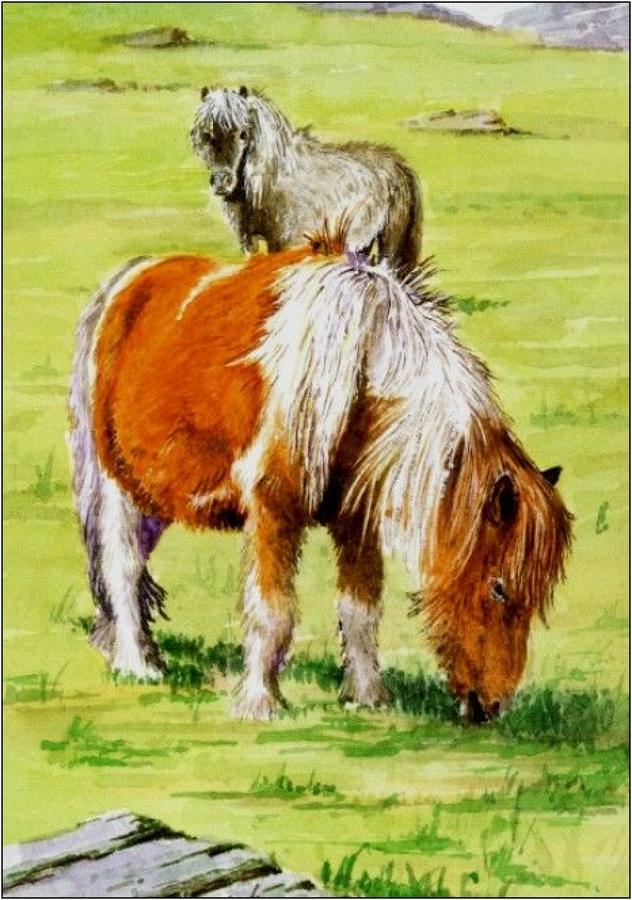 Pen - Shetland Pony