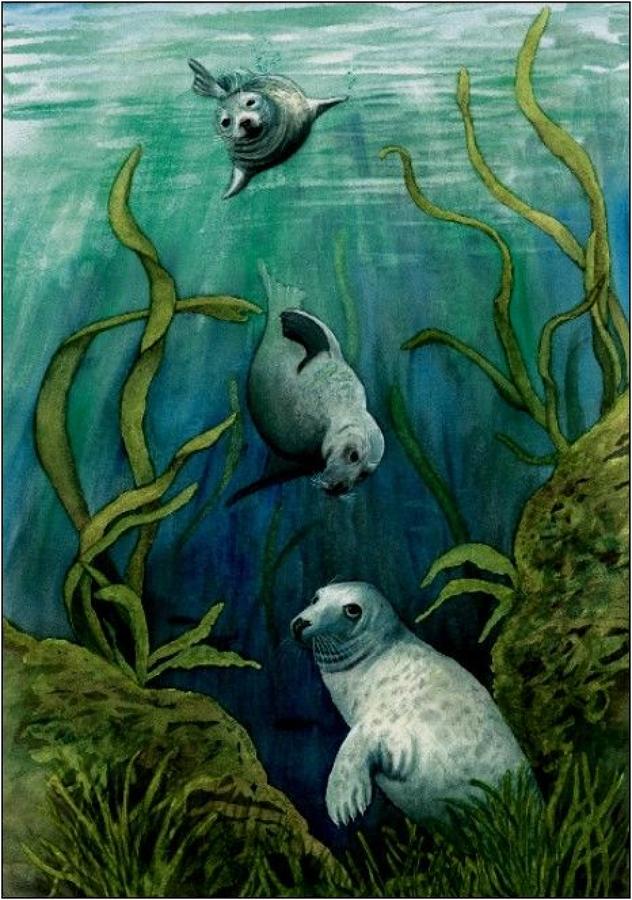 Pen - Grey Seals