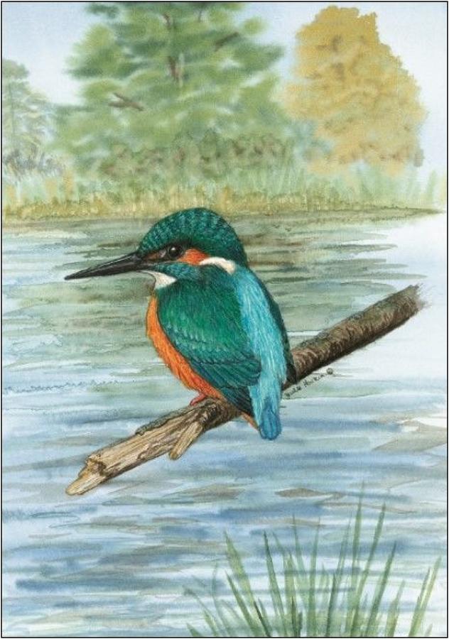 Pen - Kingfisher