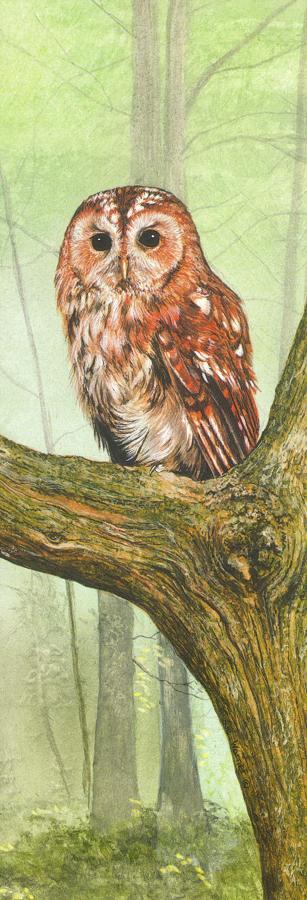 Tall Pad - Tawny Owl at Rest