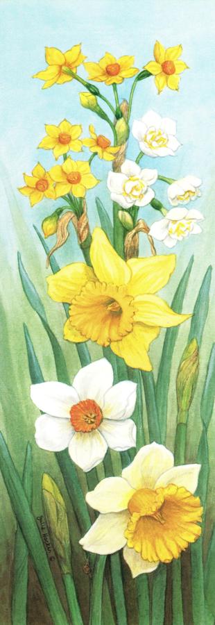 Tall Pad - Daffodils