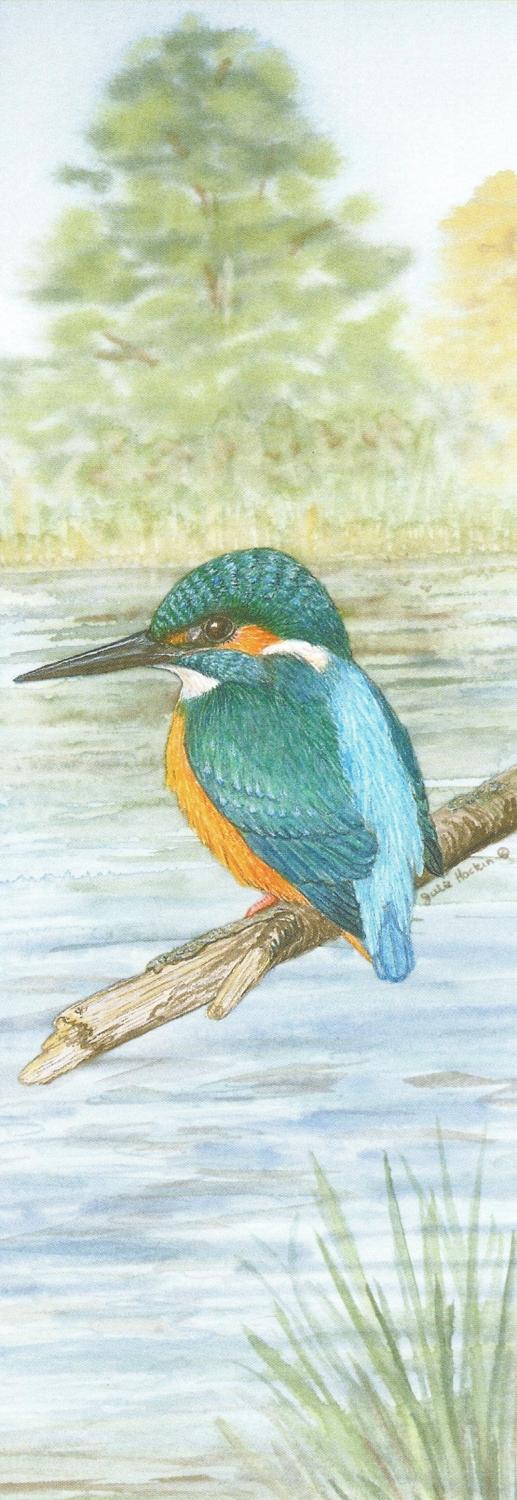 Tall Pad - Kingfisher