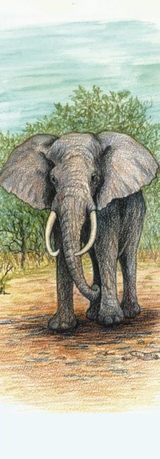 Tall Pad - Elephant