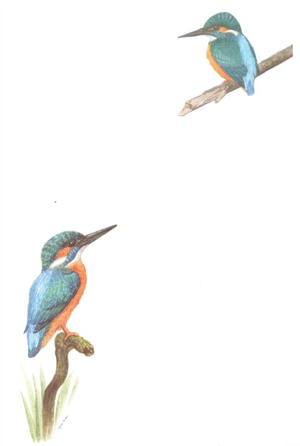 Notelets - Kingfisher