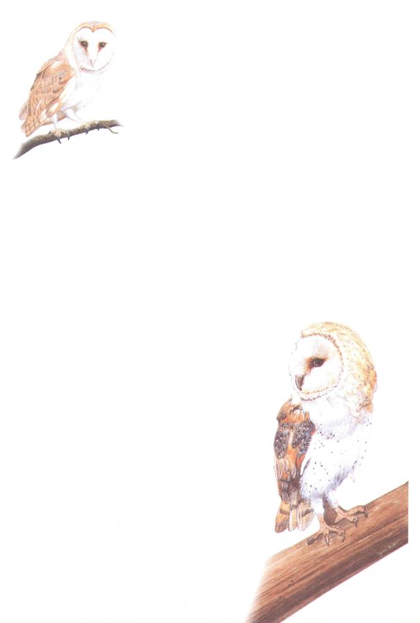 Notelets - Owls