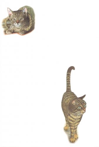 Notelets - Tabby (Front)